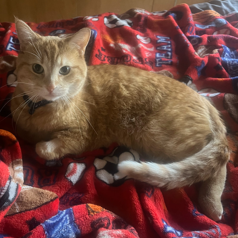 Meet more of TCPR's adoptable cats at The Cafe Meow - New Hope!, an adoptable Domestic Short Hair in St. Paul, MN, 55128 | Photo Image 3