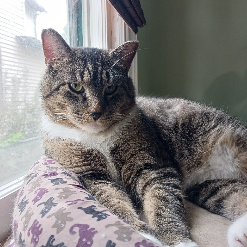 Meet more of TCPR's adoptable cats at The Cafe Meow - New Hope!, an adoptable Domestic Short Hair in St. Paul, MN, 55128 | Photo Image 3