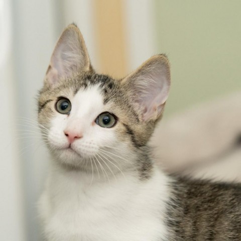 Meet more of TCPR's adoptable cats at The Cafe Meow - New Hope!, an adoptable Domestic Short Hair in St. Paul, MN, 55128 | Photo Image 4