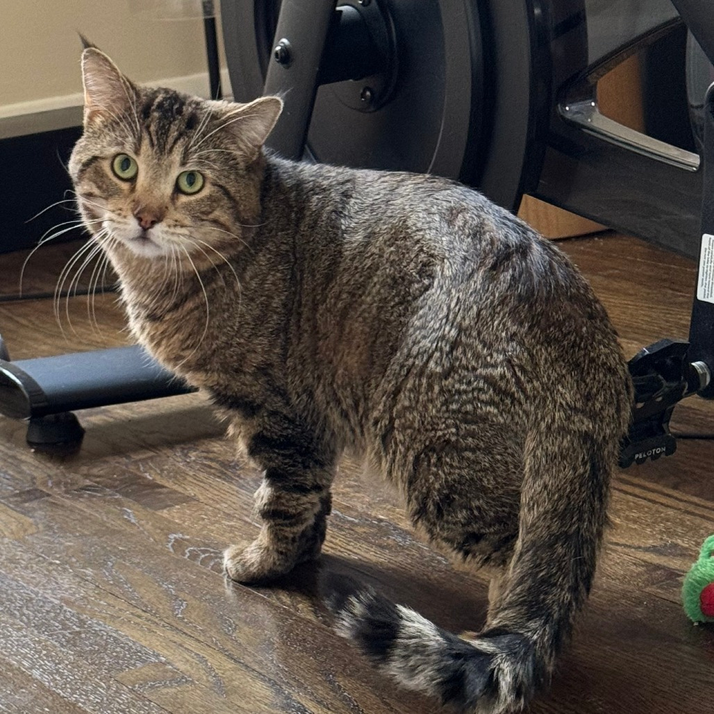 Meet more of TCPR's adoptable cats at The Cafe Meow - New Hope!, an adoptable Domestic Short Hair in St. Paul, MN, 55128 | Photo Image 4