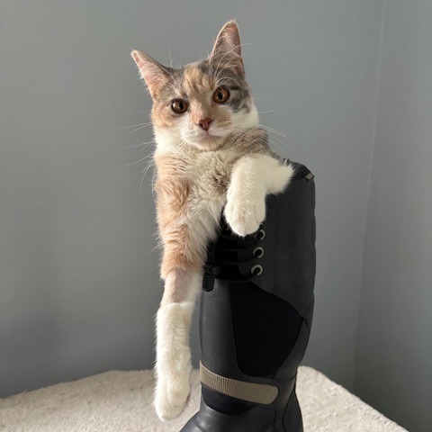 Meet more of TCPR's adoptable cats at The Cafe Meow - New Hope!, an adoptable Domestic Short Hair in St. Paul, MN, 55128 | Photo Image 4