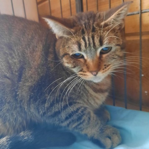 Meet more of TCPR's adoptable cats at The Cafe Meow - New Hope!, an adoptable Domestic Short Hair in St. Paul, MN, 55128 | Photo Image 5