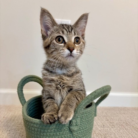 Meet more of TCPR's adoptable cats at The Cafe Meow - New Hope!, an adoptable Domestic Short Hair in St. Paul, MN, 55128 | Photo Image 5