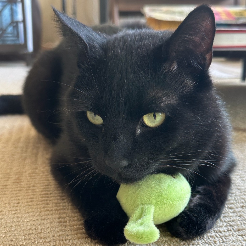 Meet more of TCPR's adoptable cats at The Cafe Meow - New Hope!, an adoptable Domestic Short Hair in St. Paul, MN, 55128 | Photo Image 6