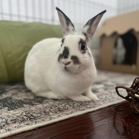 English dwarf hot sale rabbit