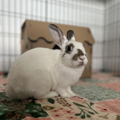 English dwarf hot sale rabbit