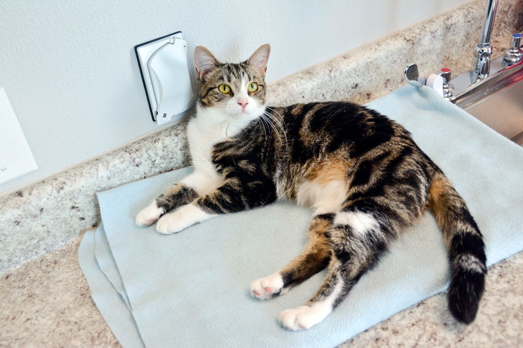 SALSA, an adoptable Domestic Short Hair in New Bern, NC, 28563 | Photo Image 1