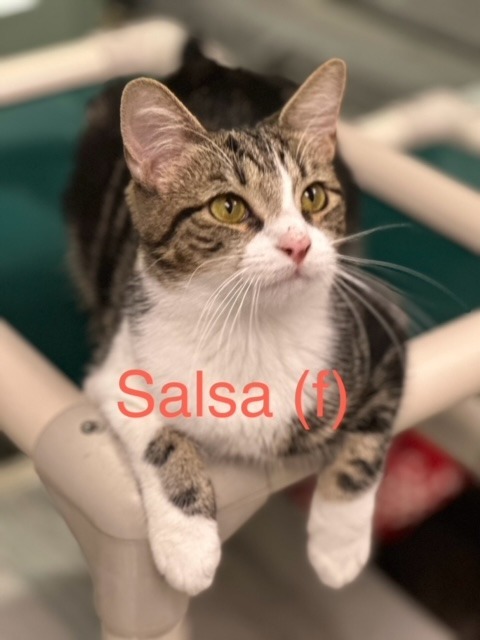 SALSA, an adoptable Domestic Short Hair in New Bern, NC, 28563 | Photo Image 2