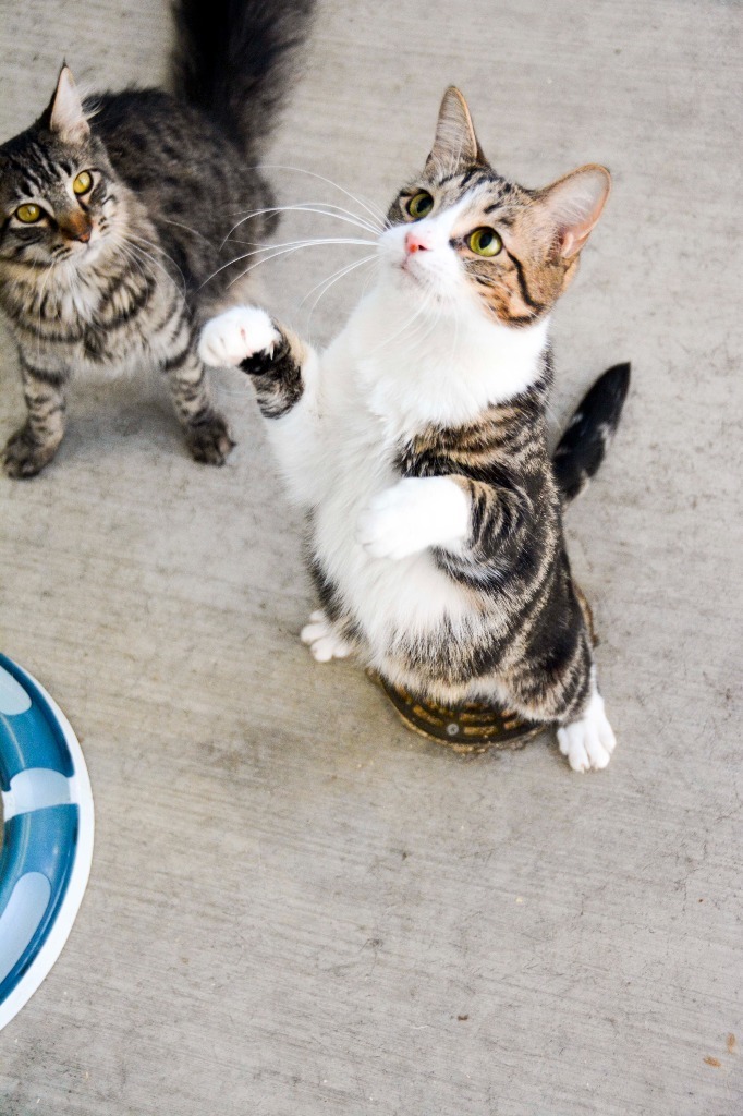 SALSA, an adoptable Domestic Short Hair in New Bern, NC, 28563 | Photo Image 3