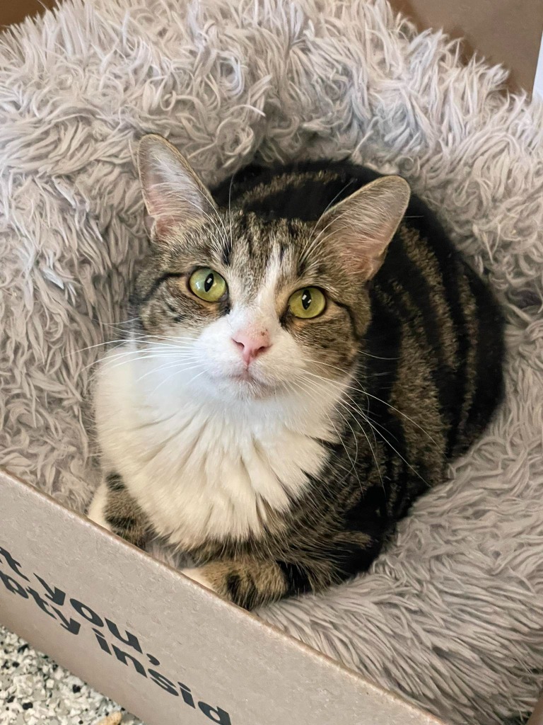 SALSA, an adoptable Domestic Short Hair in New Bern, NC, 28563 | Photo Image 4