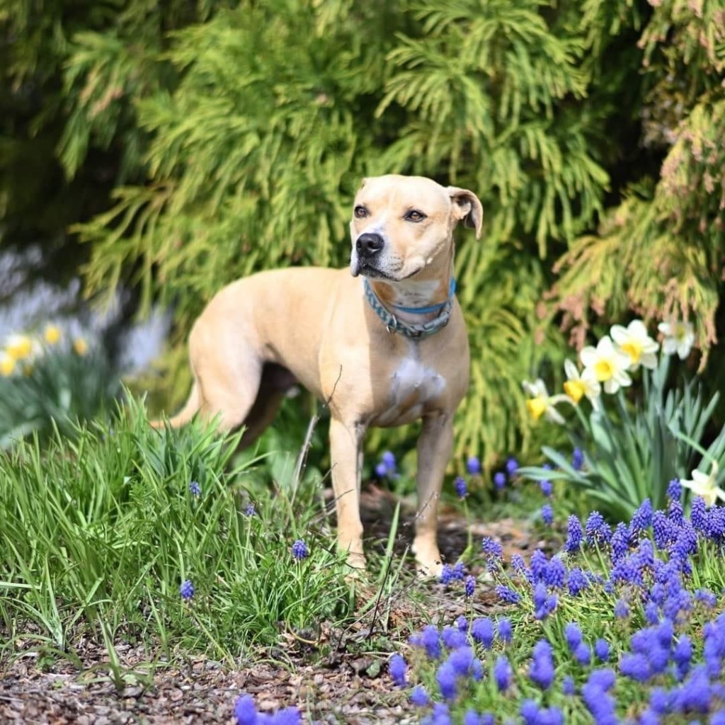 Leo, an adoptable Pit Bull Terrier in Blountville, TN, 37617 | Photo Image 1