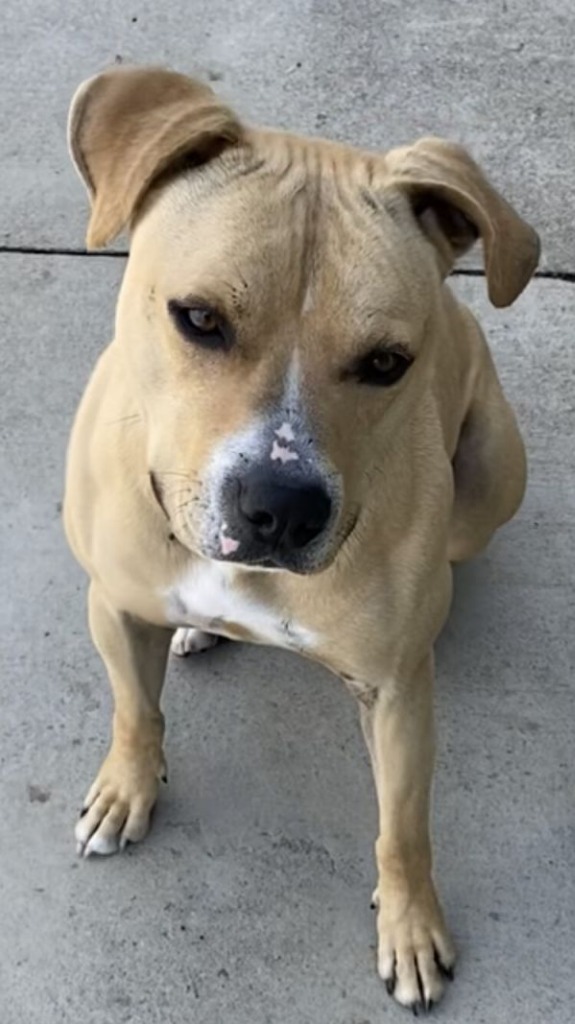 Leo, an adoptable Pit Bull Terrier in Blountville, TN, 37617 | Photo Image 2