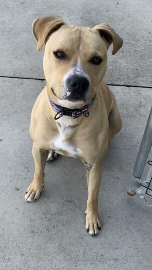 Leo, an adoptable Pit Bull Terrier in Blountville, TN, 37617 | Photo Image 3