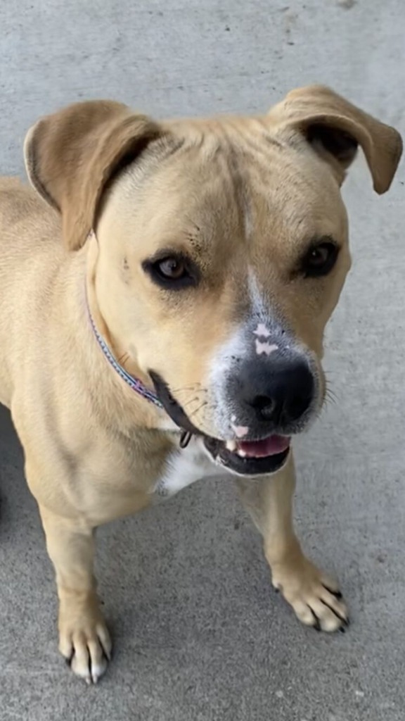 Leo, an adoptable Pit Bull Terrier in Blountville, TN, 37617 | Photo Image 4