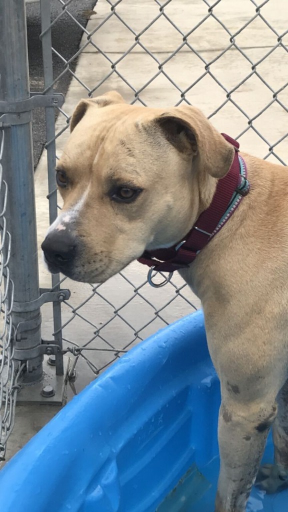 Leo, an adoptable Pit Bull Terrier in Blountville, TN, 37617 | Photo Image 5