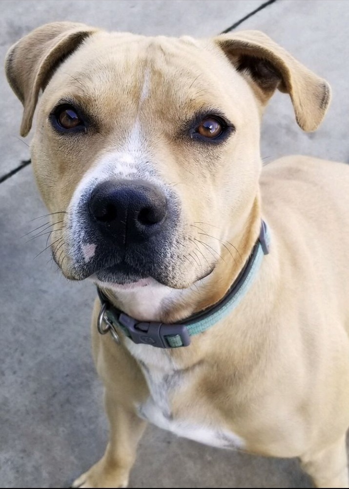Leo, an adoptable Pit Bull Terrier in Blountville, TN, 37617 | Photo Image 6