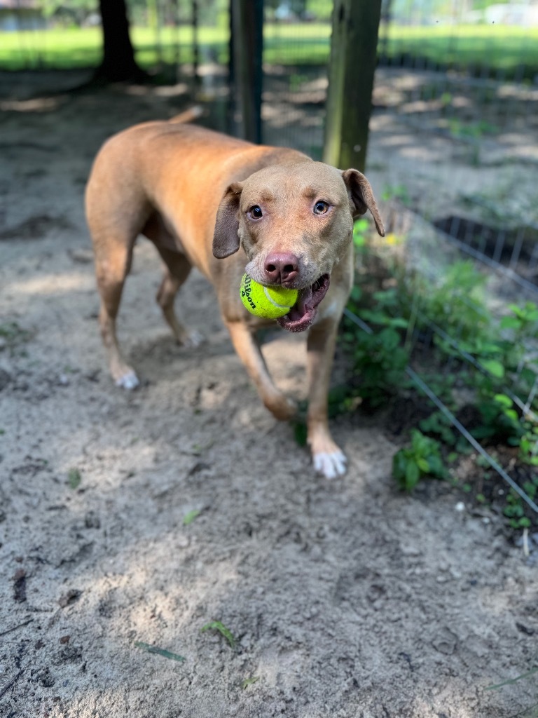 Hazel, an adoptable Yellow Labrador Retriever, Mixed Breed in Waynesville, GA, 31566 | Photo Image 1