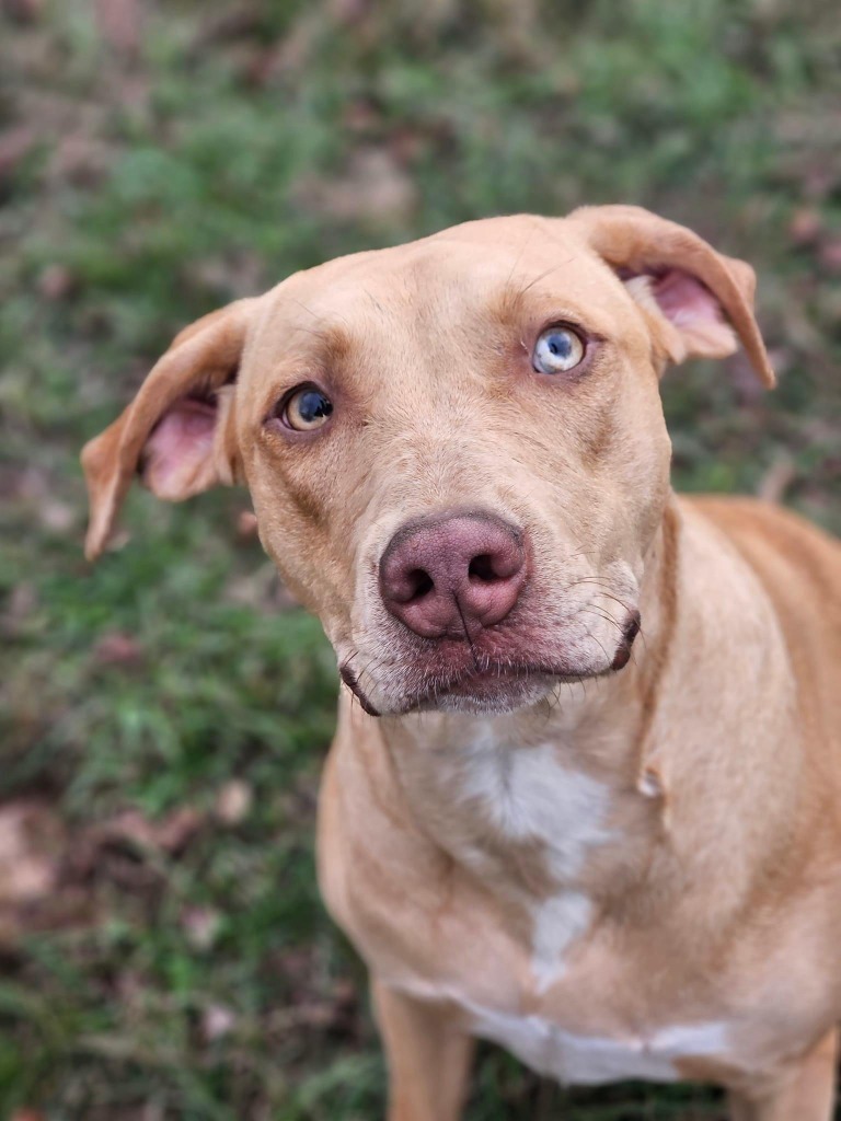 Hazel, an adoptable Yellow Labrador Retriever, Mixed Breed in Waynesville, GA, 31566 | Photo Image 2
