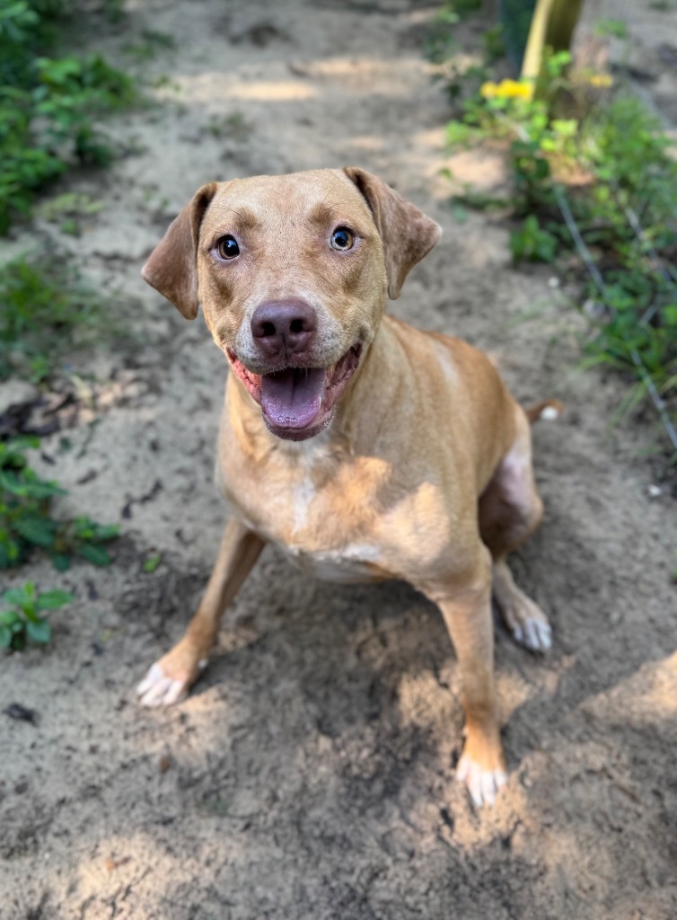 Hazel, an adoptable Yellow Labrador Retriever, Mixed Breed in Waynesville, GA, 31566 | Photo Image 3