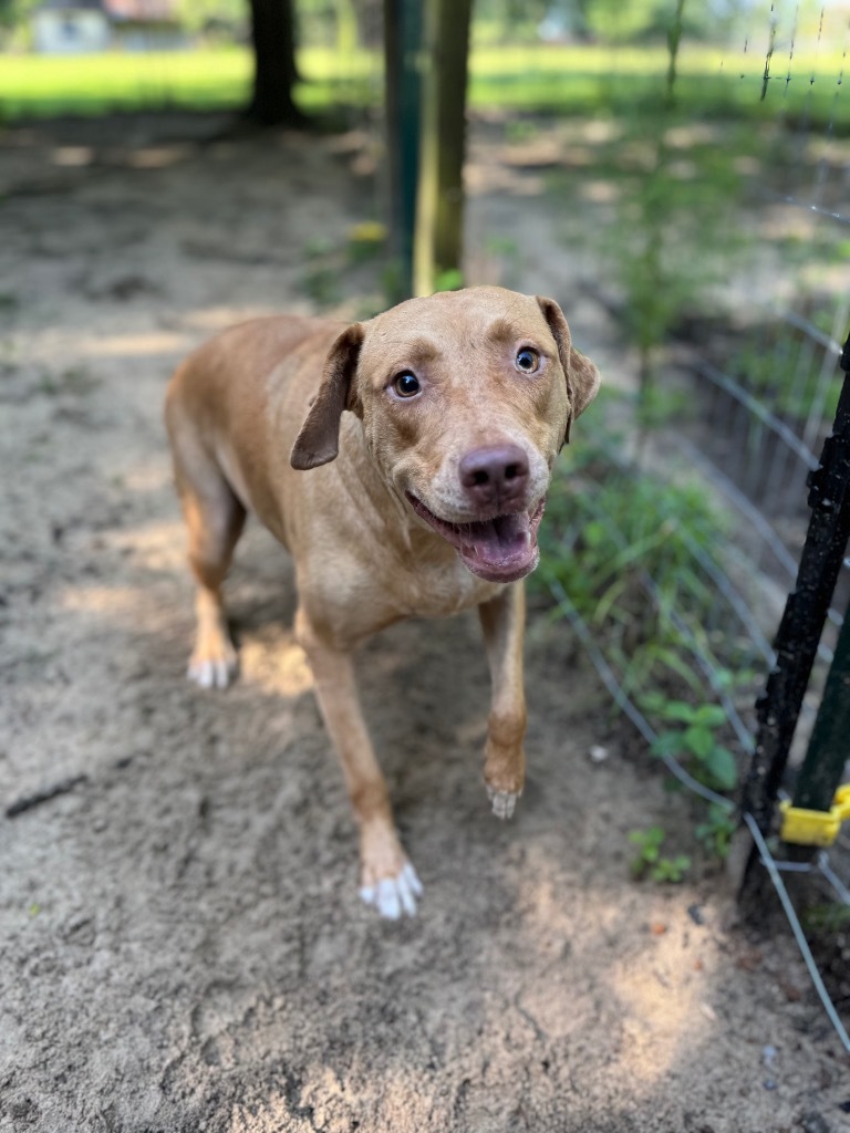 Hazel, an adoptable Yellow Labrador Retriever, Mixed Breed in Waynesville, GA, 31566 | Photo Image 4