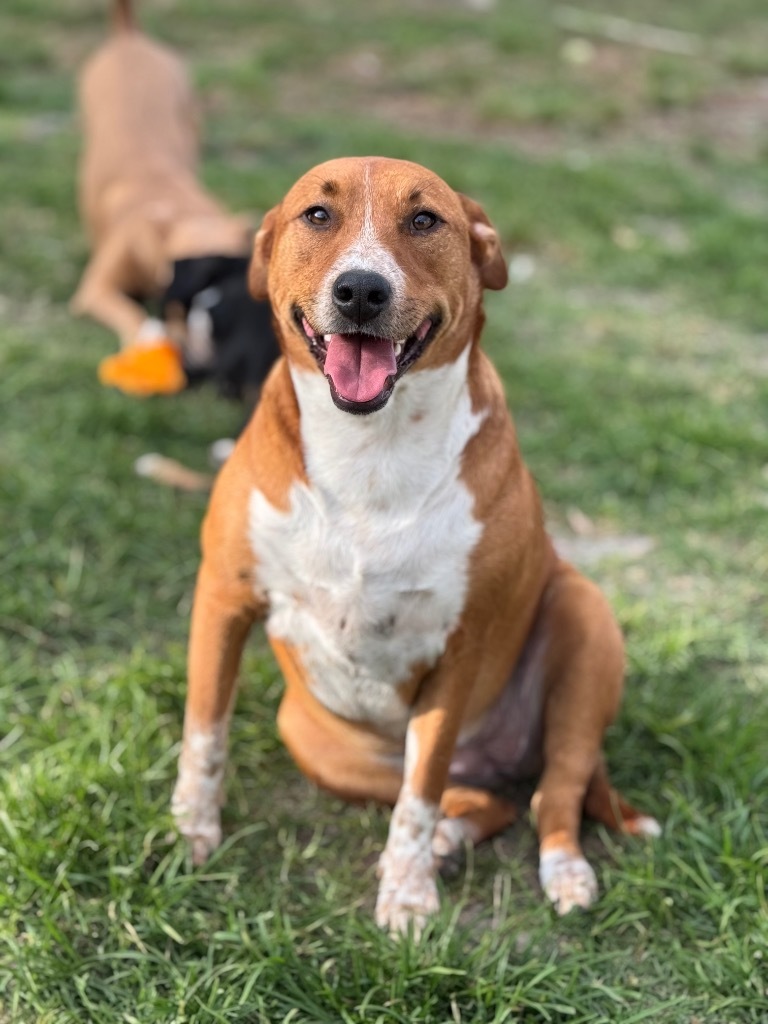 Halsey, an adoptable Australian Shepherd in Waynesville, GA, 31566 | Photo Image 1