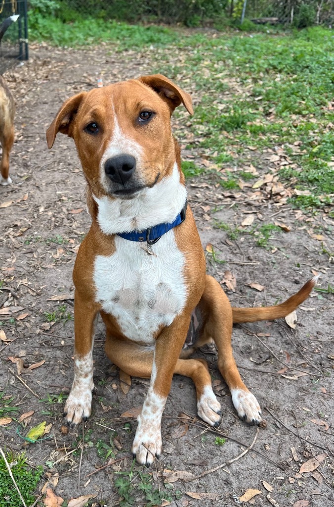 Halsey, an adoptable Australian Shepherd in Waynesville, GA, 31566 | Photo Image 3