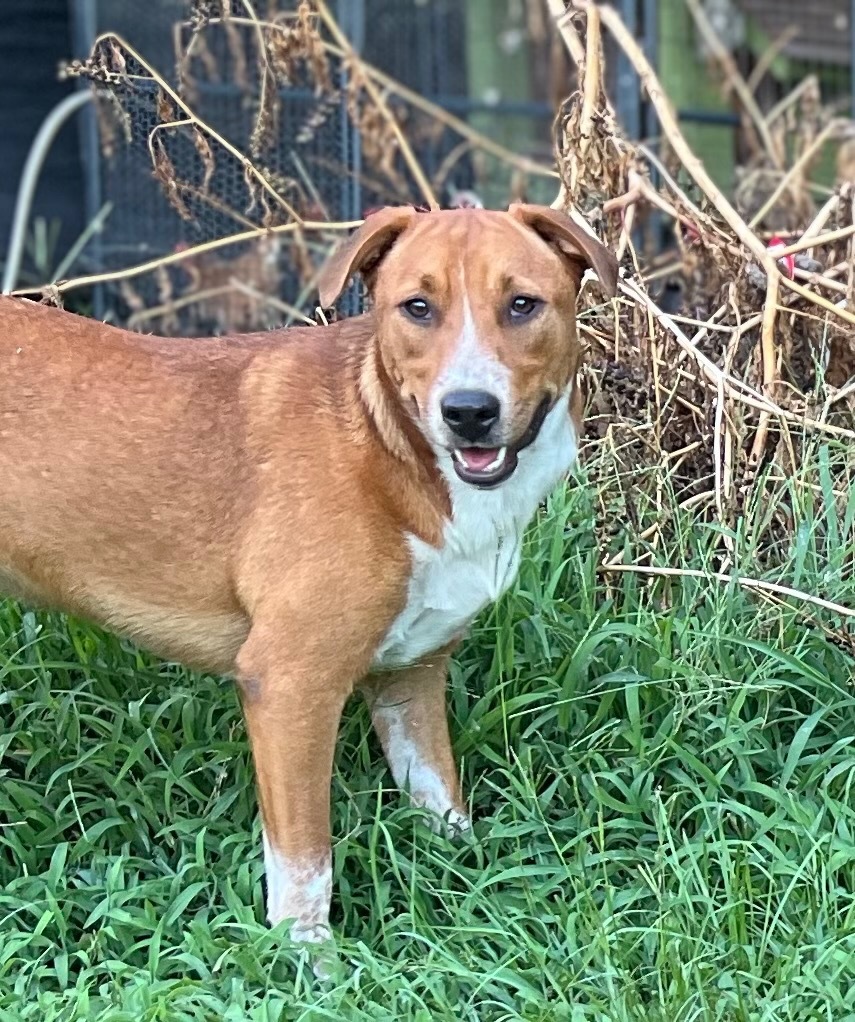 Halsey, an adoptable Australian Shepherd in Waynesville, GA, 31566 | Photo Image 4