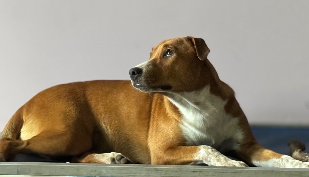 Halsey, an adoptable Australian Shepherd in Waynesville, GA, 31566 | Photo Image 5