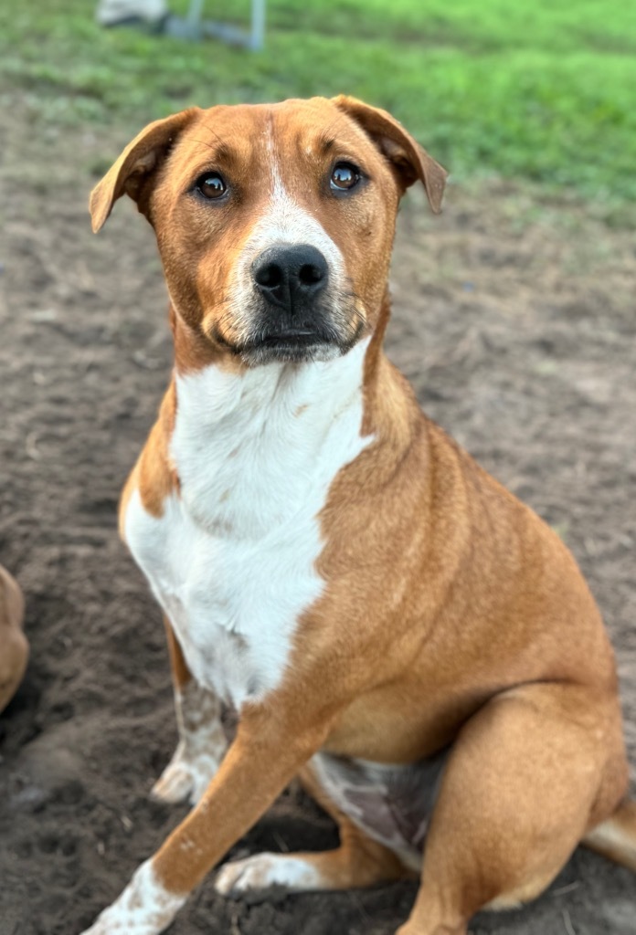 Halsey, an adoptable Australian Shepherd in Waynesville, GA, 31566 | Photo Image 6