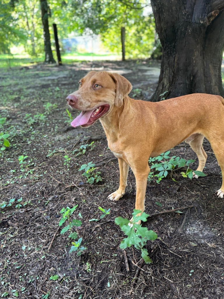 Freckles, an adoptable Yellow Labrador Retriever, Mixed Breed in Waynesville, GA, 31566 | Photo Image 1
