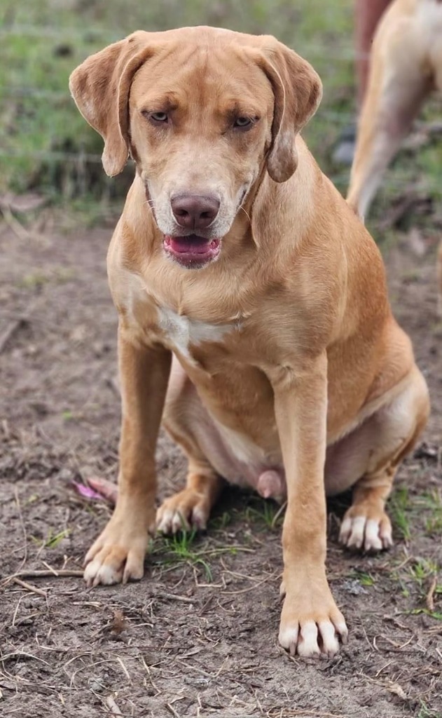 Freckles, an adoptable Yellow Labrador Retriever, Mixed Breed in Waynesville, GA, 31566 | Photo Image 2