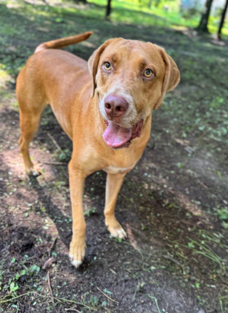 Freckles, an adoptable Yellow Labrador Retriever, Mixed Breed in Waynesville, GA, 31566 | Photo Image 3