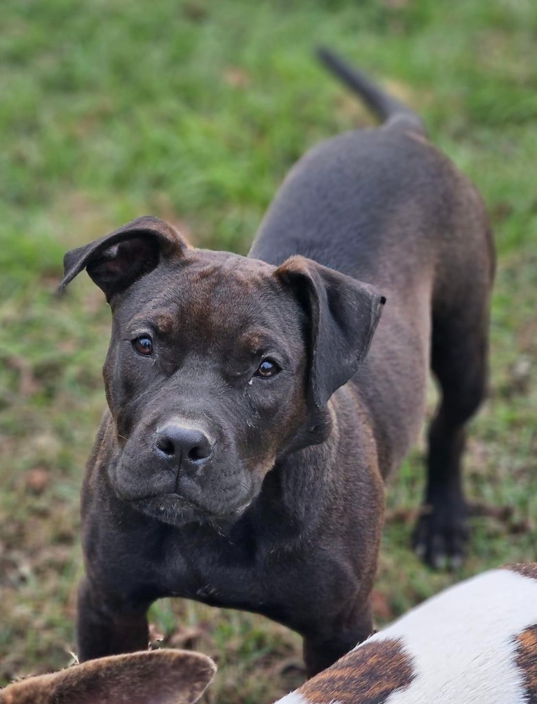 NaeNae, an adoptable Hound, Retriever in Waynesville, GA, 31566 | Photo Image 1