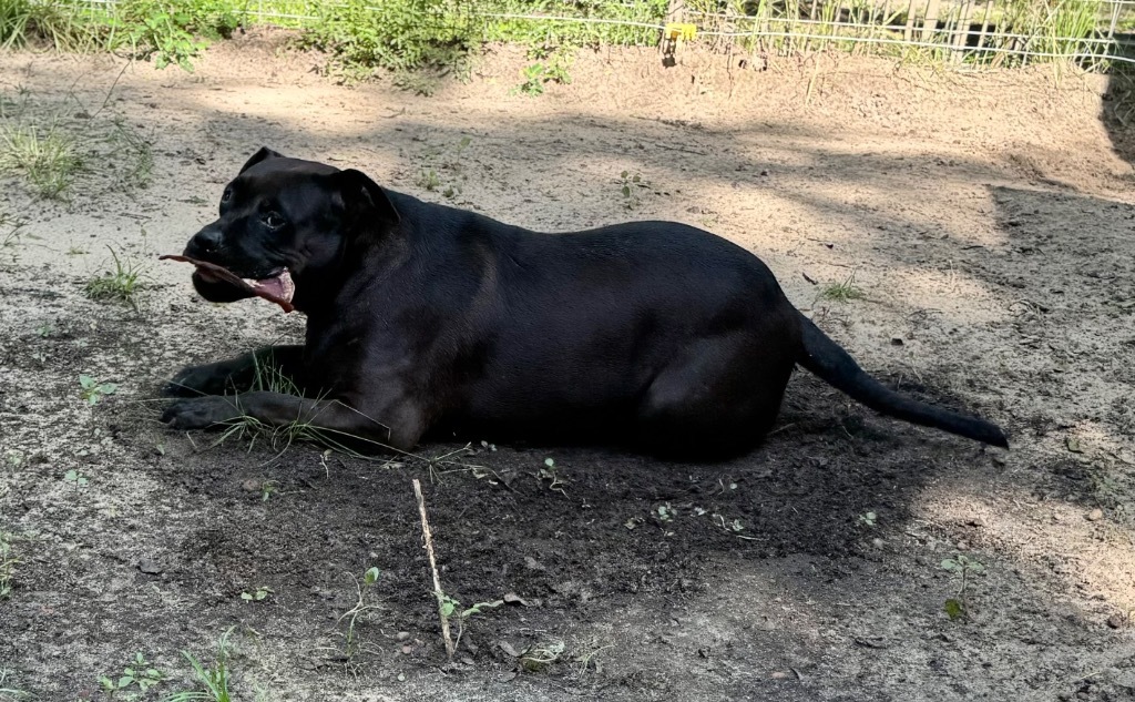 NaeNae, an adoptable Hound, Retriever in Waynesville, GA, 31566 | Photo Image 1