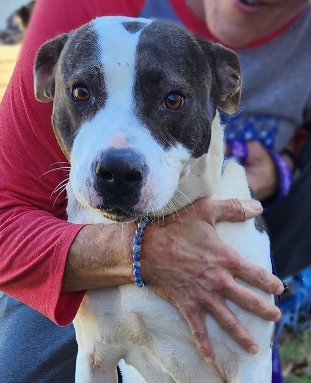 Henrietta, an adoptable Pit Bull Terrier in Lafayette, LA, 70505 | Photo Image 2