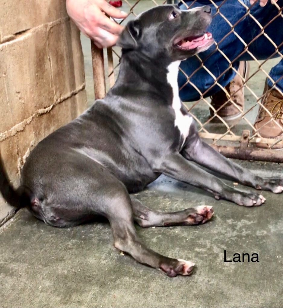 Lana (Dog)