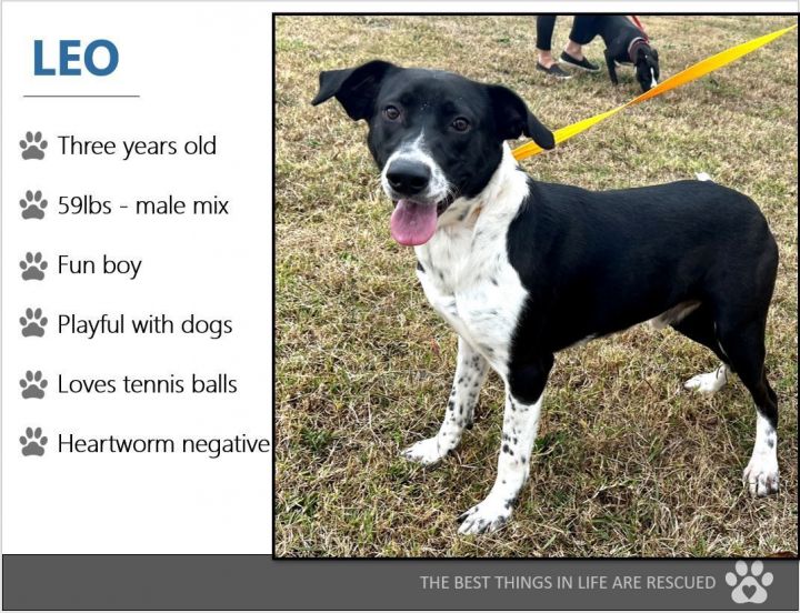 Foster Me! LEO!, an adoptable Pointer & Hound Mix in Oswego, IL_image-3