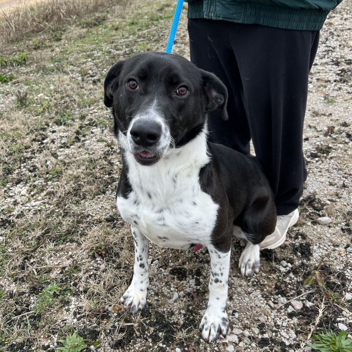 Foster Me! LEO!, an adoptable Pointer & Hound Mix in Oswego, IL_image-1