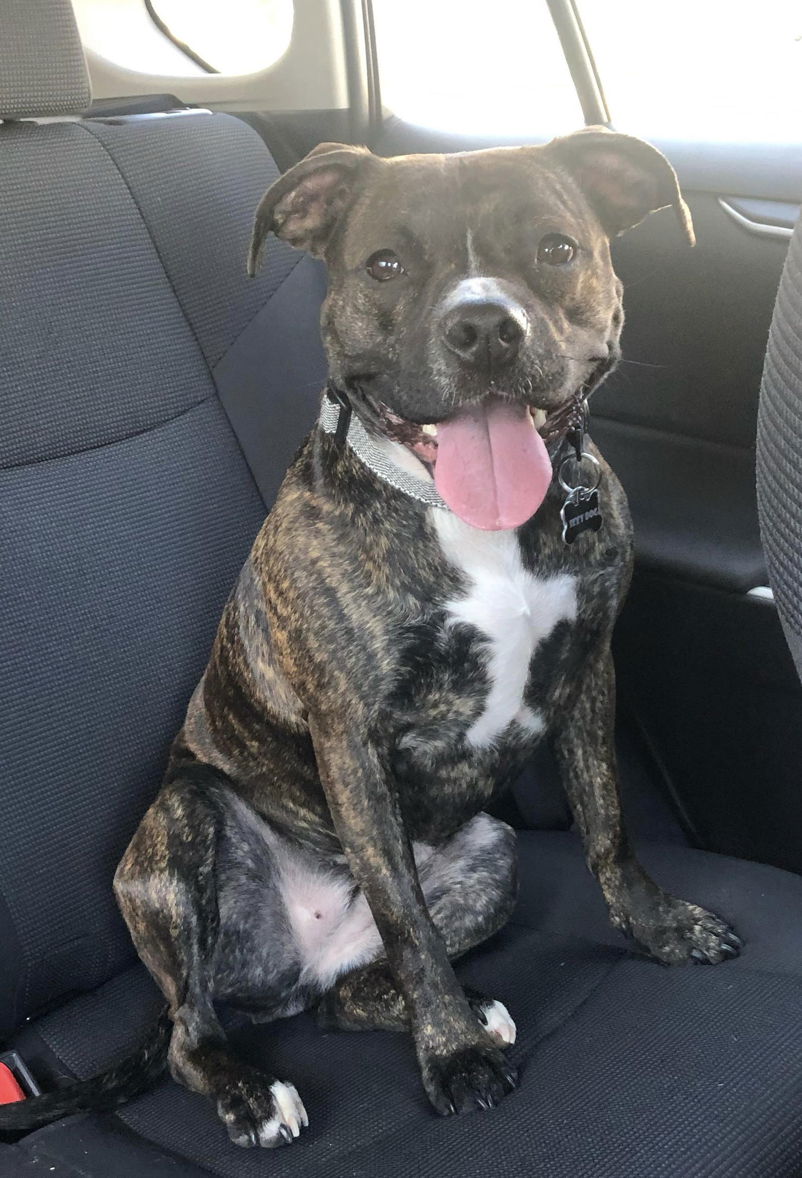 Izzy, an adoptable Pit Bull Terrier, Boxer in Gates Mills, OH, 44040 | Photo Image 2