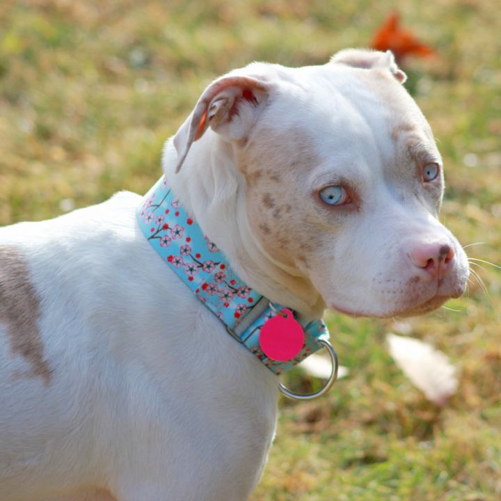 Merle american staffordshire clearance terrier