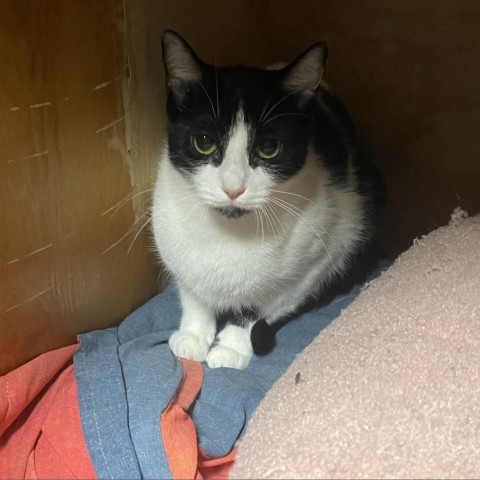 Mistletoe, an adoptable Domestic Short Hair in Hinesville, GA, 31313 | Photo Image 1