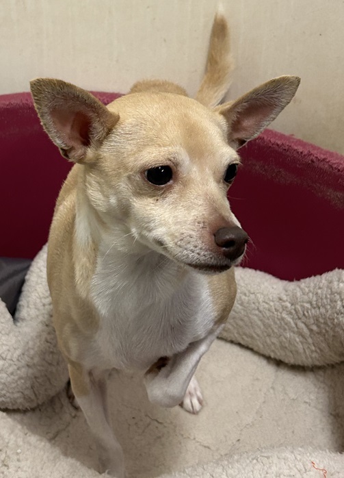 Sweet Pea, an adoptable Chihuahua in Eagle River, WI, 54521 | Photo Image 1