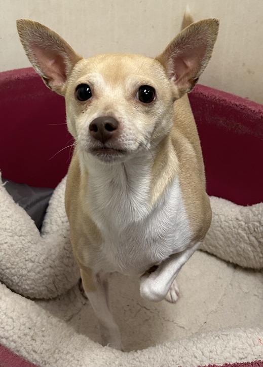 Sweet Pea, an adoptable Chihuahua in Eagle River, WI, 54521 | Photo Image 2