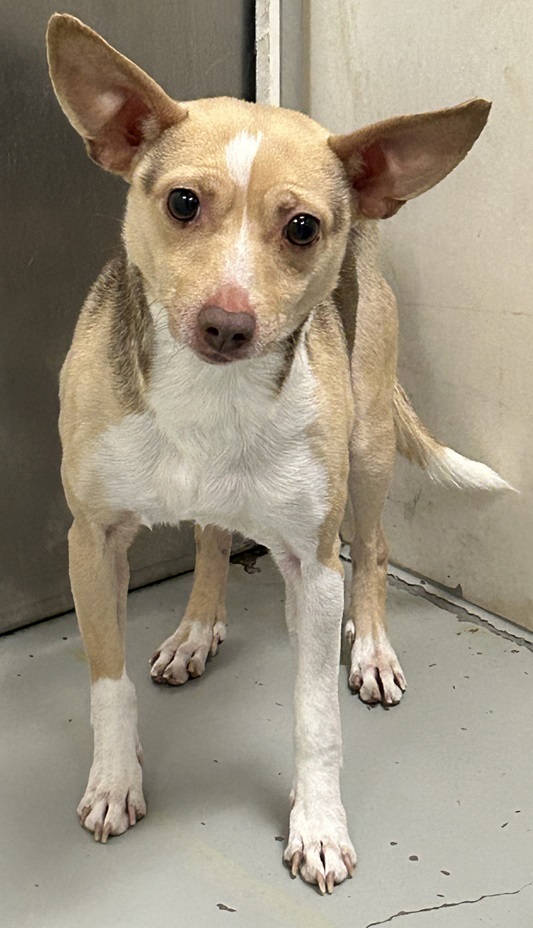 P-nut, an adoptable Chihuahua in Eagle River, WI, 54521 | Photo Image 1