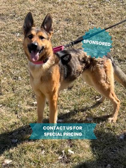 Freya, an adoptable German Shepherd Dog, Mixed Breed in Fergus Falls, MN, 56537 | Photo Image 1