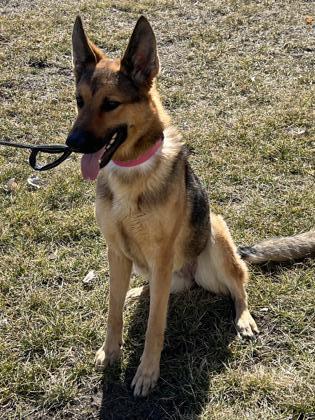 Freya, an adoptable German Shepherd Dog, Mixed Breed in Fergus Falls, MN, 56537 | Photo Image 3