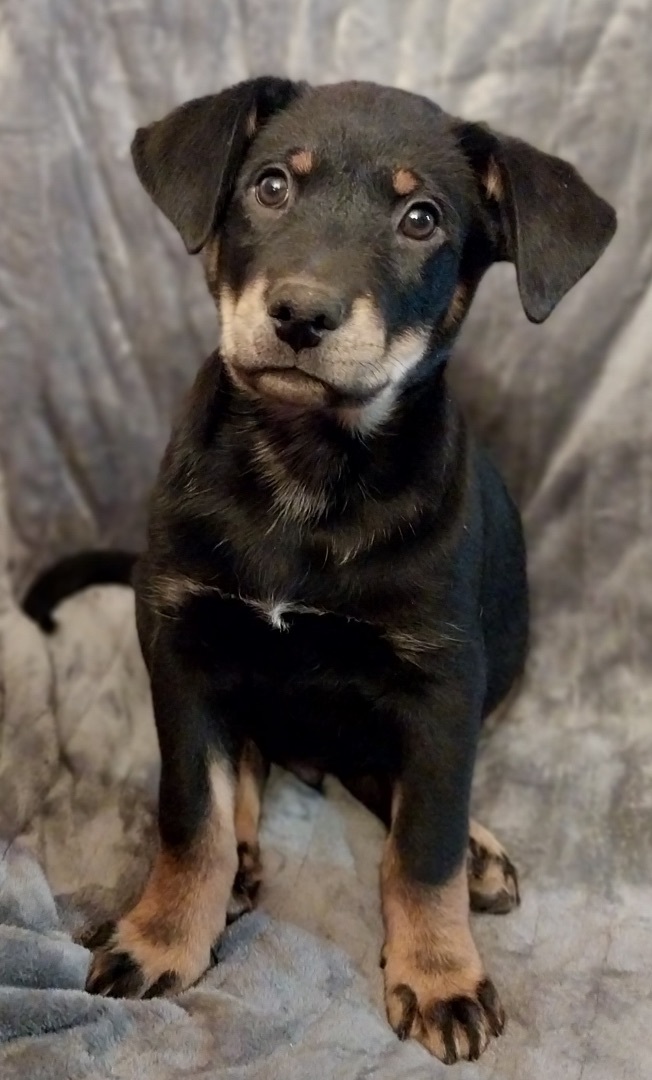 Male Pup 5