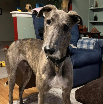 Petfinder greyhound 2024