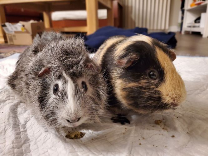 Peanut clearance guinea pig