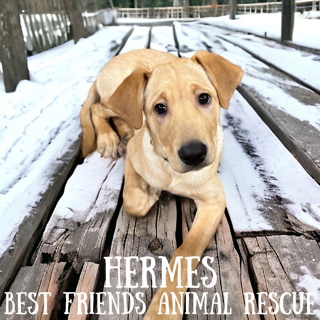 Hermes, an adoptable Labrador Retriever in Wasilla, AK, 99654 | Photo Image 1
